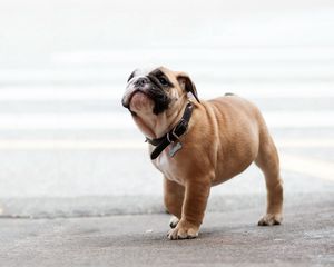 Preview wallpaper dog, bulldog, dog collar, walk