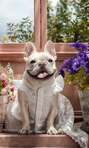 Preview wallpaper dog, bulldog, dress, flowers, tongue, eyes