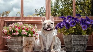 Preview wallpaper dog, bulldog, dress, flowers, tongue, eyes