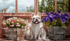 Preview wallpaper dog, bulldog, dress, flowers, tongue, eyes