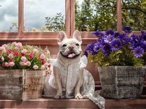 Preview wallpaper dog, bulldog, dress, flowers, tongue, eyes