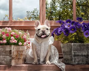 Preview wallpaper dog, bulldog, dress, flowers, tongue, eyes