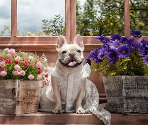 Preview wallpaper dog, bulldog, dress, flowers, tongue, eyes