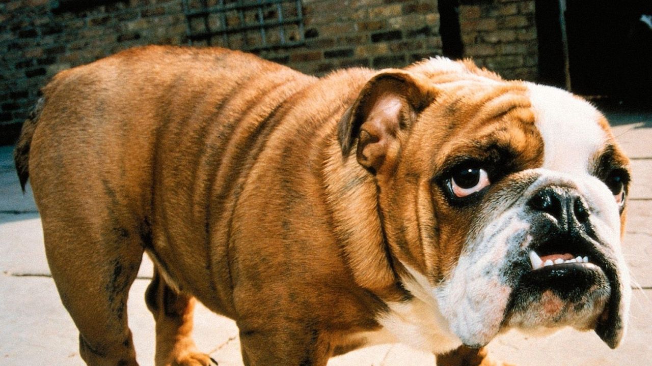 Wallpaper dog, bulldog, face, aggression