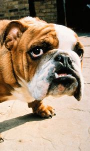 Preview wallpaper dog, bulldog, face, aggression