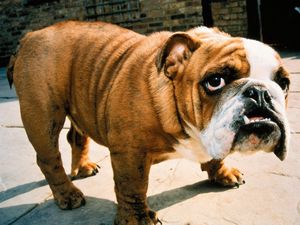 Preview wallpaper dog, bulldog, face, aggression