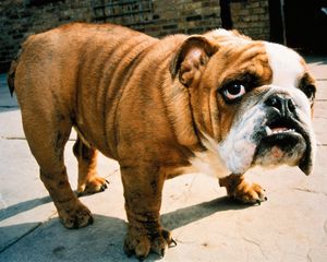 Preview wallpaper dog, bulldog, face, aggression