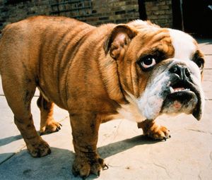 Preview wallpaper dog, bulldog, face, aggression