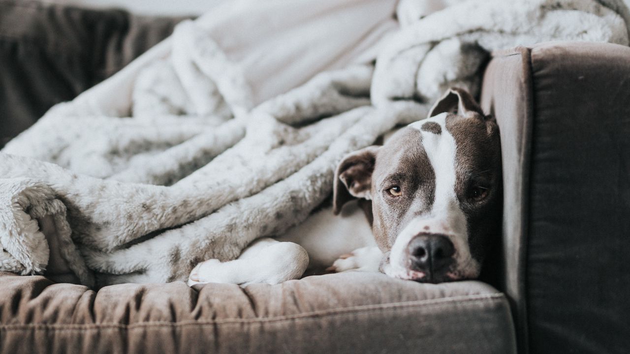 Wallpaper dog, bulldog, funny, sleeping, sofa
