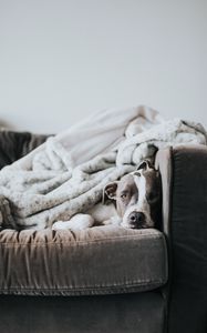 Preview wallpaper dog, bulldog, funny, sleeping, sofa