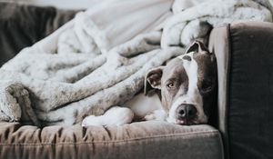 Preview wallpaper dog, bulldog, funny, sleeping, sofa