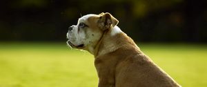 Preview wallpaper dog, bulldog, grass, sit