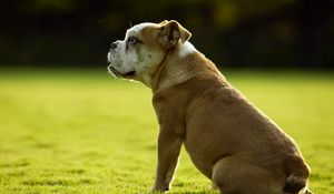 Preview wallpaper dog, bulldog, grass, sit