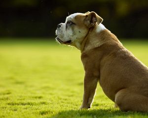 Preview wallpaper dog, bulldog, grass, sit