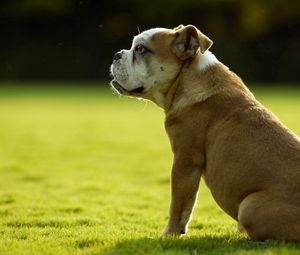 Preview wallpaper dog, bulldog, grass, sit
