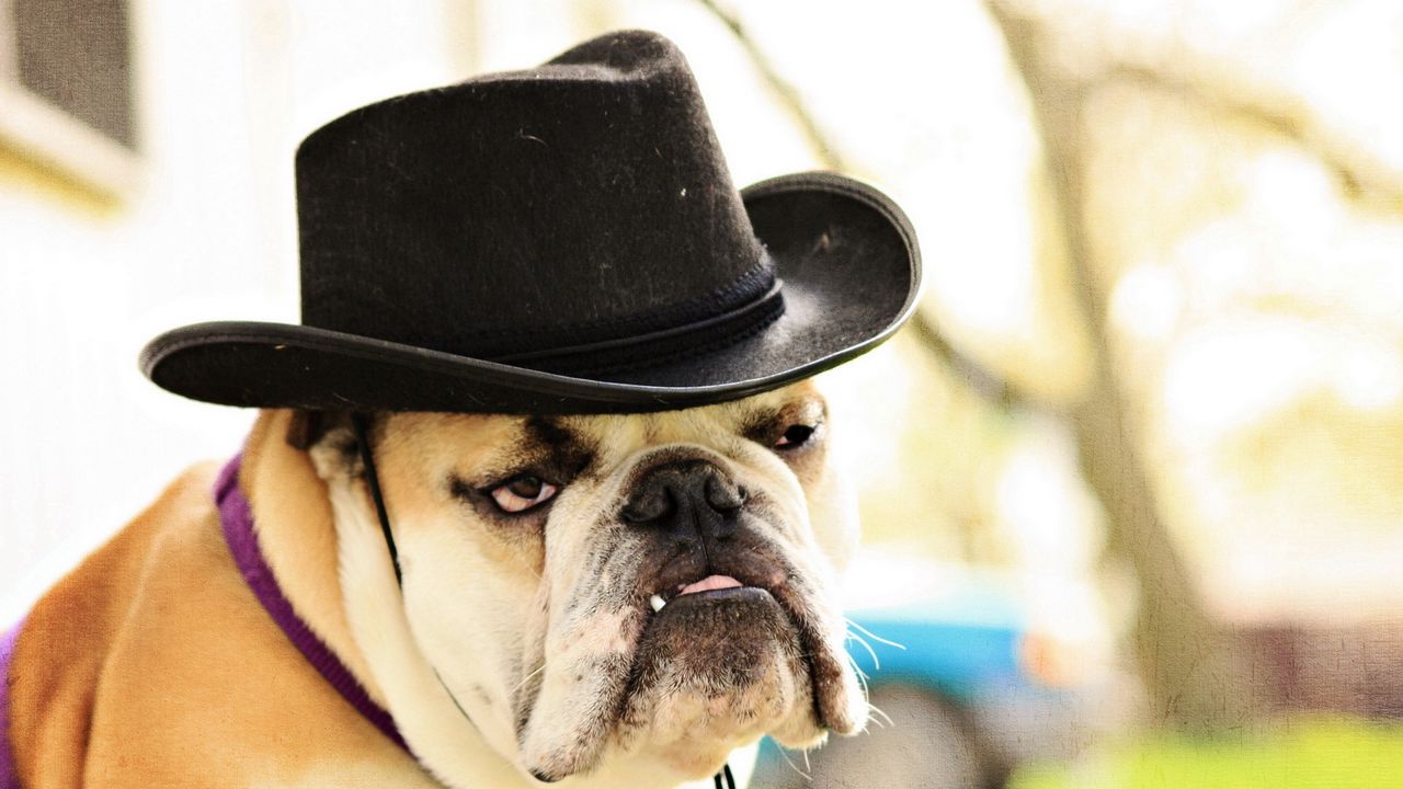Wallpaper dog, bulldog, hat, eyes