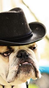 Preview wallpaper dog, bulldog, hat, eyes