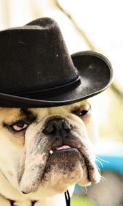 Preview wallpaper dog, bulldog, hat, eyes