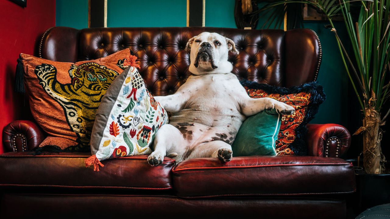 Wallpaper dog, bulldog, king, sofa, pillows