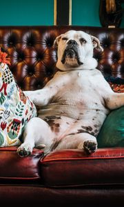 Preview wallpaper dog, bulldog, king, sofa, pillows