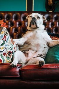 Preview wallpaper dog, bulldog, king, sofa, pillows