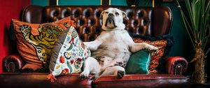 Preview wallpaper dog, bulldog, king, sofa, pillows