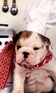 Preview wallpaper dog, bulldog, kitchen, chef, hat, plate, food