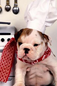 Preview wallpaper dog, bulldog, kitchen, chef, hat, plate, food