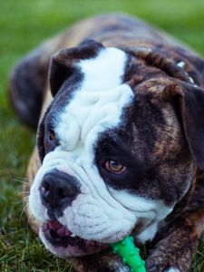Preview wallpaper dog, bulldog, muzzle, playful