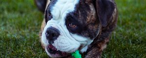 Preview wallpaper dog, bulldog, muzzle, playful