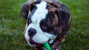 Preview wallpaper dog, bulldog, muzzle, playful