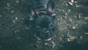 Preview wallpaper dog, bulldog, muzzle