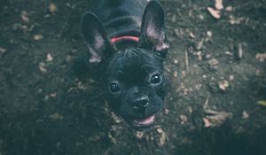 Preview wallpaper dog, bulldog, muzzle