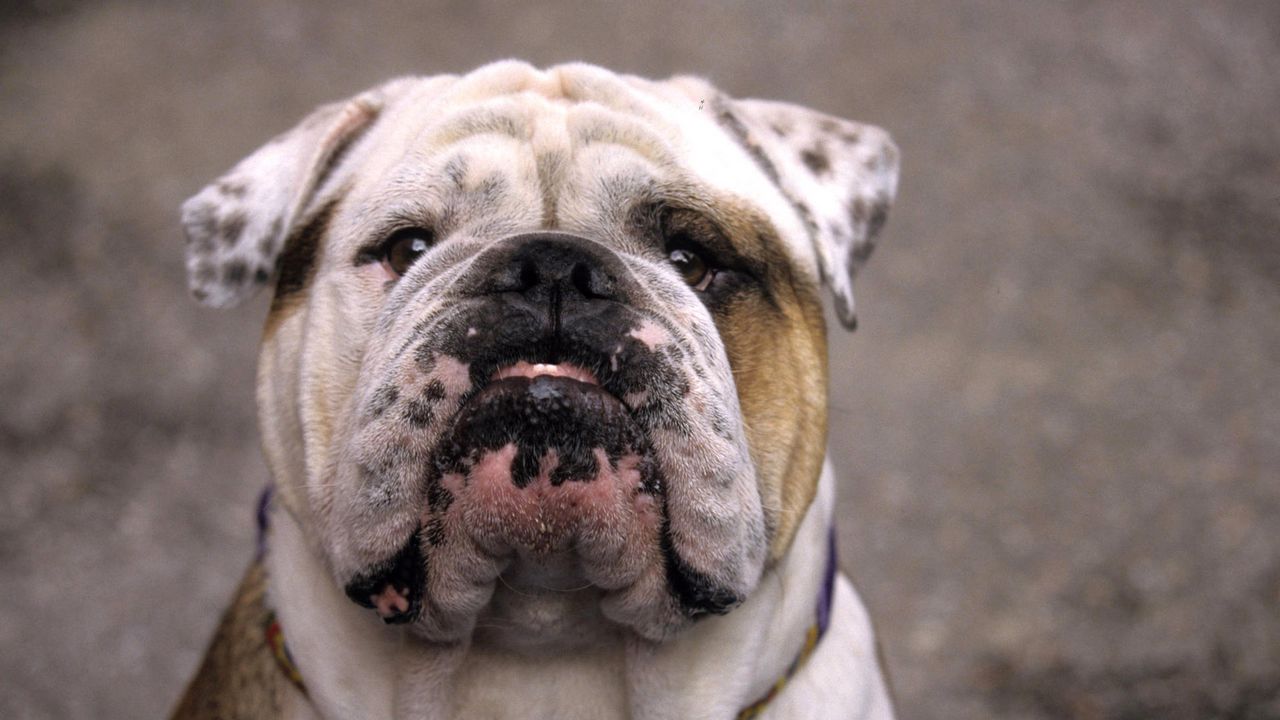 Wallpaper dog, bulldog, muzzle, white, old