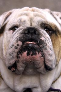 Preview wallpaper dog, bulldog, muzzle, white, old