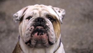 Preview wallpaper dog, bulldog, muzzle, white, old