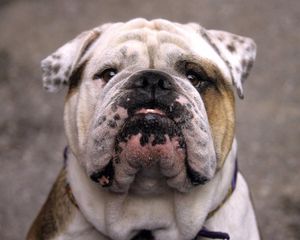 Preview wallpaper dog, bulldog, muzzle, white, old