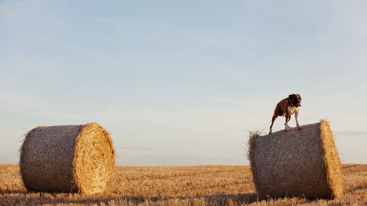 Wallpaper dog, bulldog, sheaves, hay, grass, field