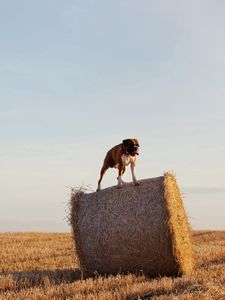 Preview wallpaper dog, bulldog, sheaves, hay, grass, field