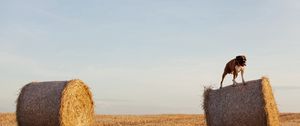 Preview wallpaper dog, bulldog, sheaves, hay, grass, field