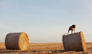 Preview wallpaper dog, bulldog, sheaves, hay, grass, field