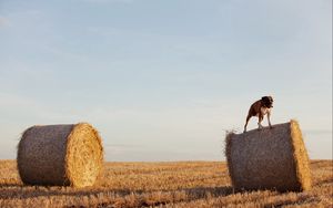Preview wallpaper dog, bulldog, sheaves, hay, grass, field