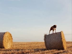 Preview wallpaper dog, bulldog, sheaves, hay, grass, field