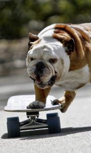 Preview wallpaper dog, bulldog, skate