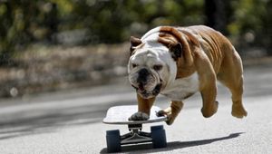 Preview wallpaper dog, bulldog, skate