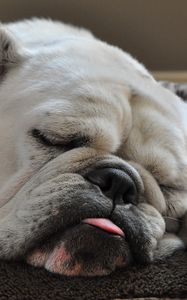 Preview wallpaper dog, bulldog, sleep, tongue, thick