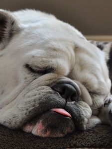 Preview wallpaper dog, bulldog, sleep, tongue, thick