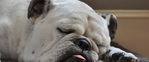 Preview wallpaper dog, bulldog, sleep, tongue, thick