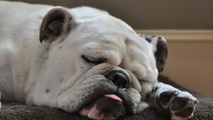 Preview wallpaper dog, bulldog, sleep, tongue, thick