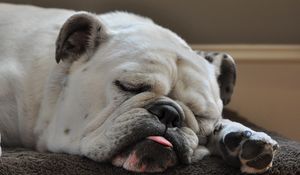 Preview wallpaper dog, bulldog, sleep, tongue, thick